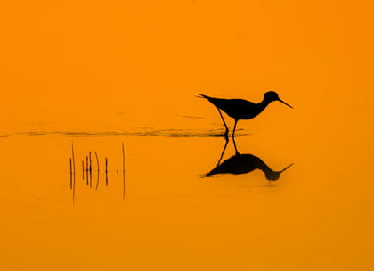 Bird reflection